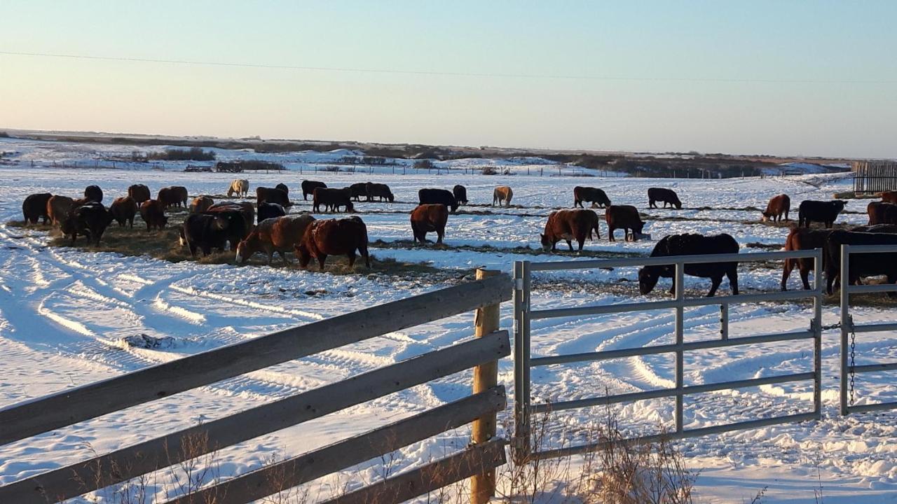 Anna's Prairie Comfort Moose Jaw